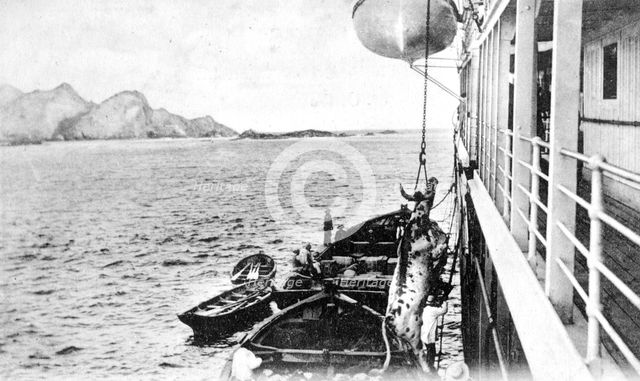 Winching a cow onto a boat off the coast of Chile, c1900s. Artist: Unknown