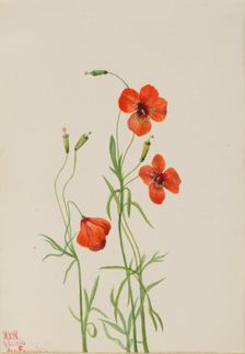 Wind Poppy (Stylomecon heterophylla), 1926. Creator: Mary Vaux Walcott