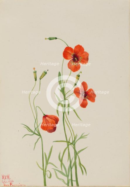 Wind Poppy (Stylomecon heterophylla), 1926. Creator: Mary Vaux Walcott.