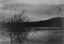Wind-swept sedges, n.d.. Creator: Frances Benjamin Johnston