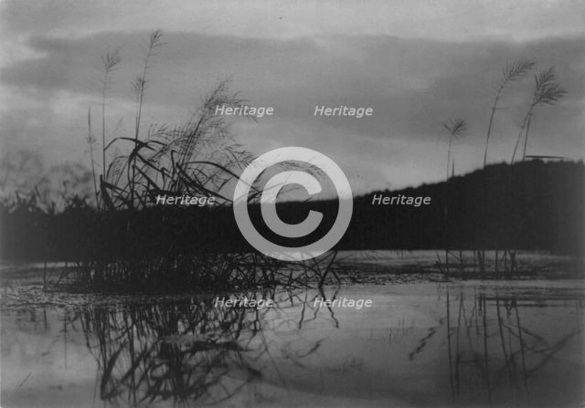 Wind-swept sedges, n.d.. Creator: Frances Benjamin Johnston.