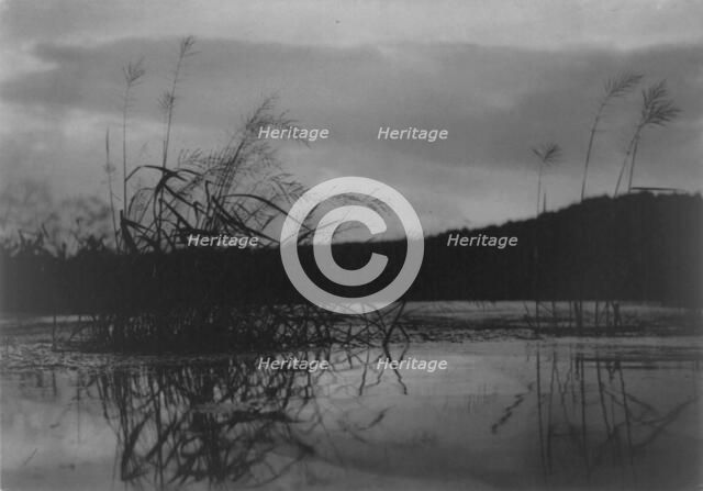 Wind-swept sedges, n.d.. Creator: Frances Benjamin Johnston.