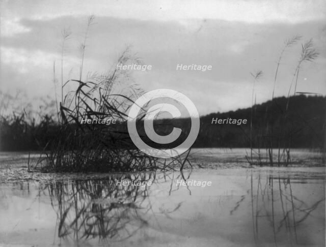 Windswept sedges, c1896. Creator: Frances Benjamin Johnston.