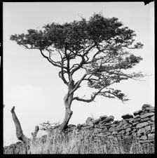 Windswept tree beside a drystone wall, 1966-1974. Creator: Eileen Deste