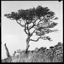 Windswept tree beside a drystone wall, 1966-1974. Creator: Eileen Deste