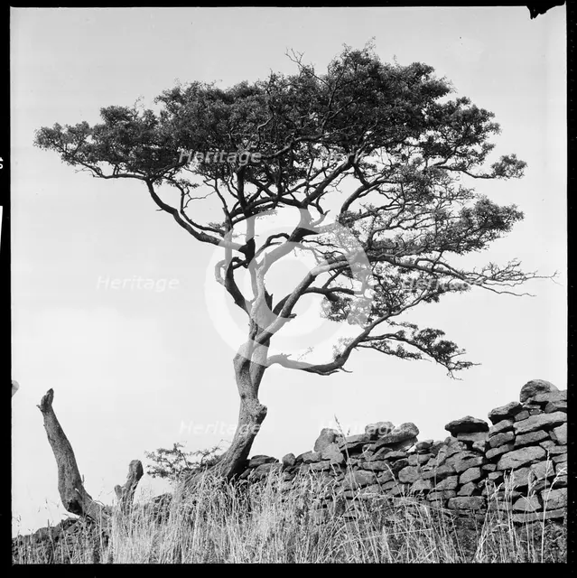 Windswept tree beside a drystone wall, 1966-1974. Creator: Eileen Deste.