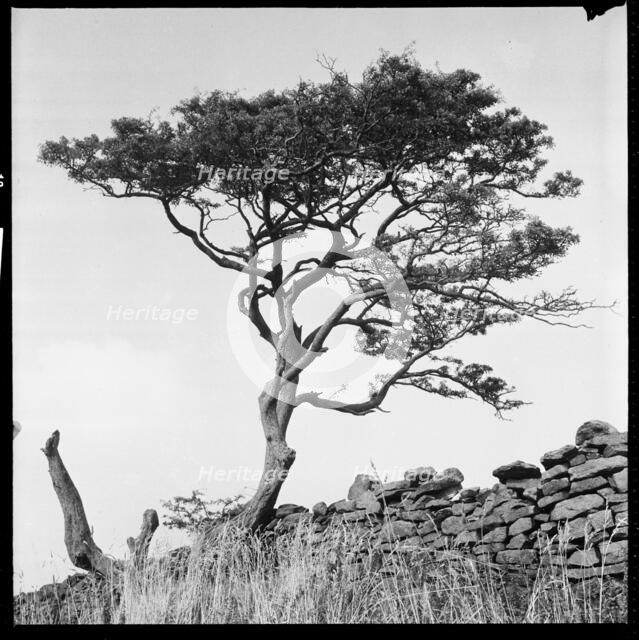 Windswept tree beside a drystone wall, 1966-1974. Creator: Eileen Deste.