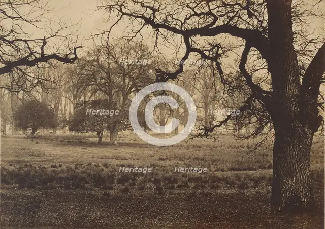 Windsor Park, Deer Feeding, 1850s. Creator: W. H. Nicholl.