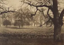 Windsor Park, Deer Feeding, 1850s. Creator: W. H. Nicholl