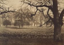 Windsor Park, Deer Feeding, 1850s. Creator: W. H. Nicholl