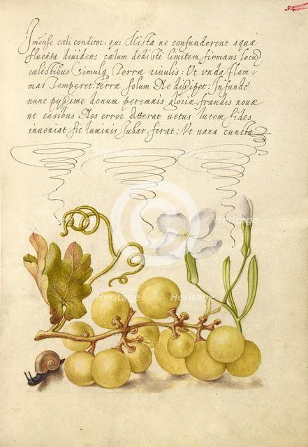 Wine Grape, Gillyflower, and Land Snail, 1561-1562; illumination added 1591-1596. Creator: Joris Hoefnagel.