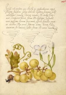 Wine Grape, Gillyflower, and Land Snail, 1561-1562; illumination added 1591-1596. Creator: Joris Hoefnagel