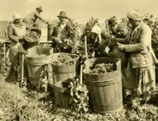 Wine harvest near Baden bei Wien, Lower Austria, c1935. Creator: Unknown