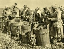 Wine harvest near Baden bei Wien, Lower Austria, c1935. Creator: Unknown