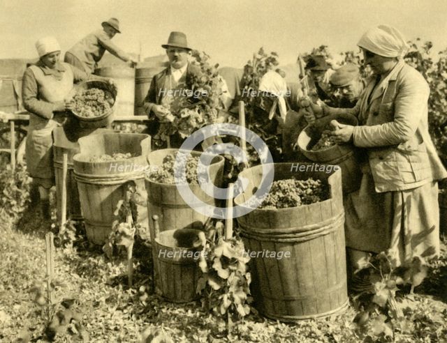 Wine harvest near Baden bei Wien, Lower Austria, c1935. Creator: Unknown.