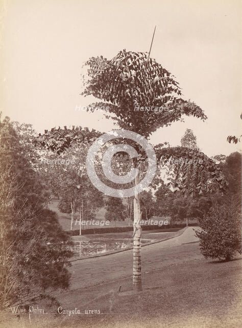 Wine Palm, Caryota Urens, 1860s-70s. Creator: Unknown.