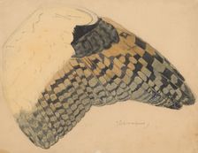 Wing of a long-eared owl, 1898. Creator: Balthasar Meisner