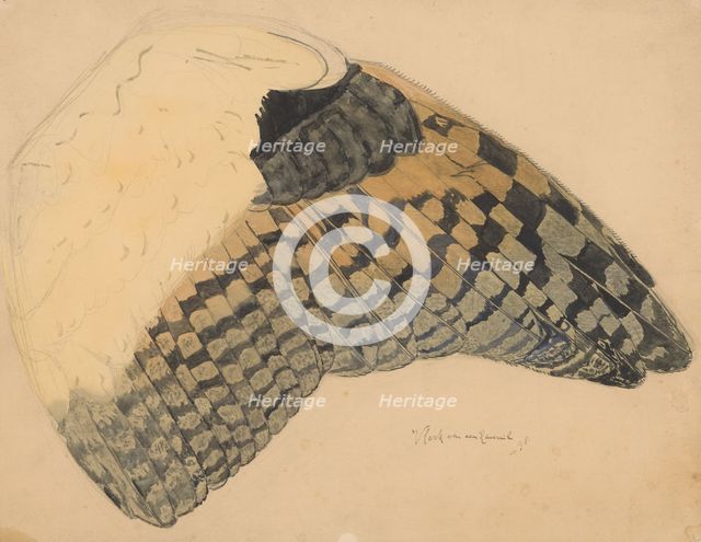 Wing of a long-eared owl, 1898. Creator: Balthasar Meisner.