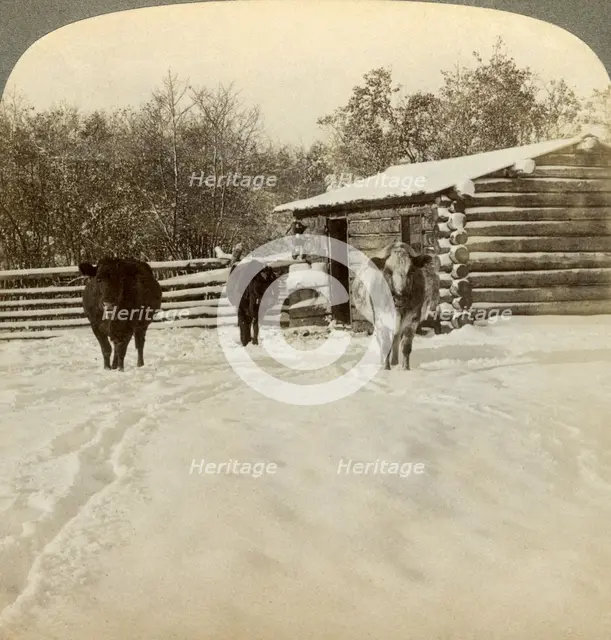 Winter on a ranch, Montana, USA.Artist: Underwood & Underwood