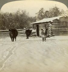 Winter on a ranch, Montana, USA.Artist: Underwood & Underwood