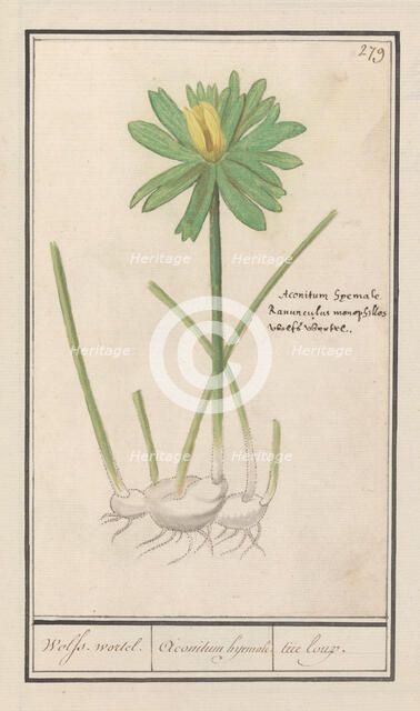 Winter aconite (Eranthis hyemalis), 1596-1610. Creators: Anselmus de Boodt, Elias Verhulst.