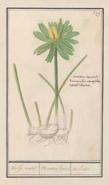 Winter aconite (Eranthis hyemalis), 1596-1610. Creators: Anselmus de Boodt, Elias Verhulst