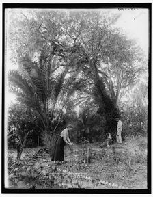 Winter days in Florida on the Halifax, between 1890 and 1897. Creator: William H. Jackson