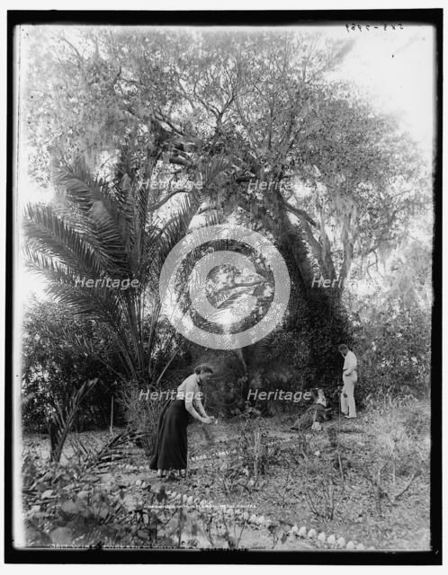 Winter days in Florida on the Halifax, between 1890 and 1897. Creator: William H. Jackson.