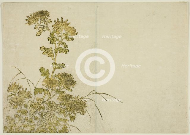 Winter Flowers: Chrysanthemums, from the book "Mirror of Beautiful Women of the Pleasure..., 1776. Creator: Shunsho.
