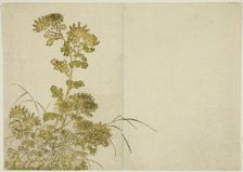 Winter Flowers: Chrysanthemums, from the book "Mirror of Beautiful Women of the Pleasure..., 1776. Creator: Shunsho