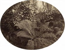 Winter Fronds of the Prickly Fern, c. 1862. Creator: Geoffrey Bevington