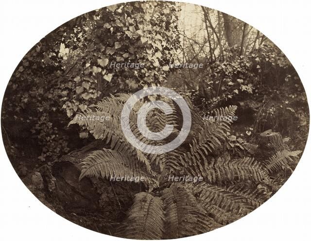 Winter Fronds of the Prickly Fern, c. 1862. Creator: Geoffrey Bevington.