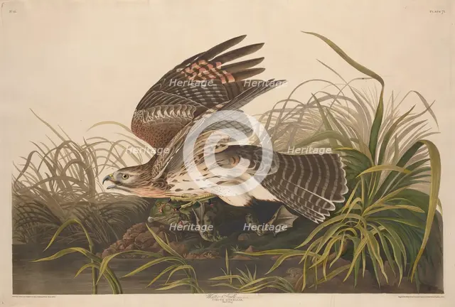 Winter Hawk, 1829. Creator: Robert Havell.