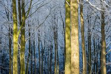 Winter Light in the Forest. Creator: Dorte Verner