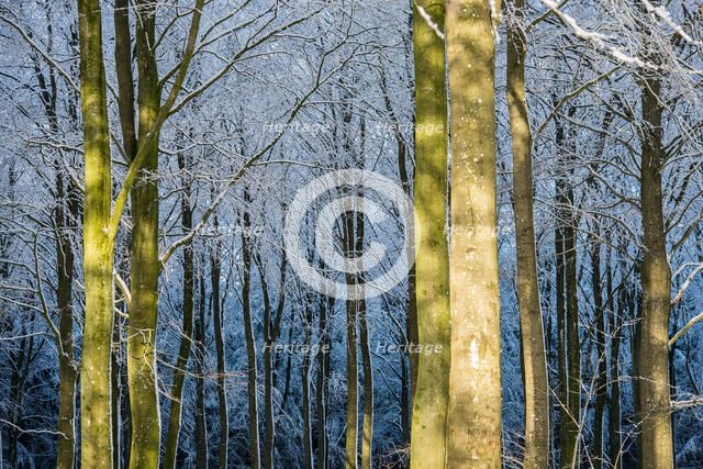 Winter Light in the Forest. Creator: Dorte Verner.