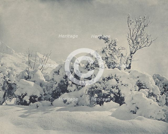Winter's mantle, Mt Cook district, 1920s. Creator: Harry Moult.