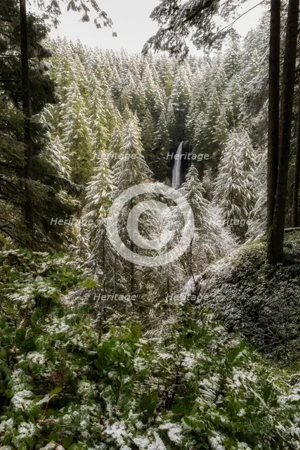 Winter's Touch. Creator: Joshua Johnston.