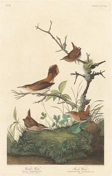 Winter Wren and Rock Wren, 1837. Creator: Robert Havell