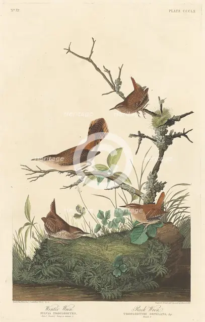 Winter Wren and Rock Wren, 1837. Creator: Robert Havell.
