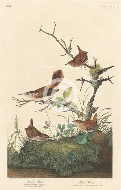 Winter Wren and Rock Wren, 1837. Creator: Robert Havell.
