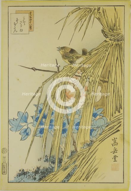 Winter Wren and WInter Peony, from the series Forty-eight Hawks Drawn from Life, 1859.