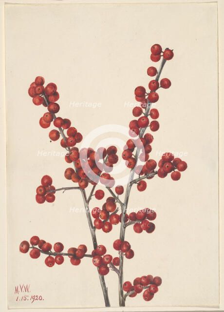 Winterberry (Ilex verticillata), 1920. Creator: Mary Vaux Walcott.