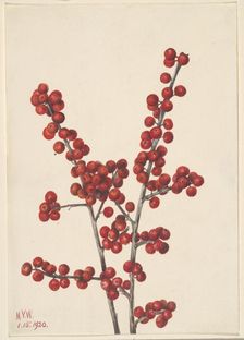Winterberry (Ilex verticillata), 1920. Creator: Mary Vaux Walcott