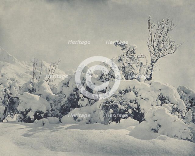 Winter's mantle, Mt Cook district, 1920s. Creator: Harry Moult.