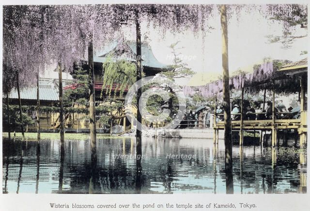Wisteria blossom over the pond in the Kameido Temple Gardens, Tokyo, Japan, late 19th century. Artist: Unknown