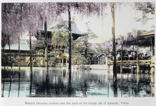 Wisteria blossom over the pond in the Kameido Temple Gardens, Tokyo, Japan, late 19th century