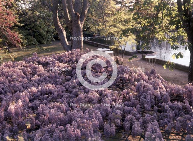 Wisteria, Portugal, c1955.   Creator: Arthur Charles Kirby Ware.