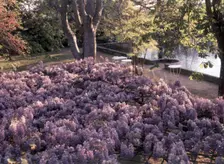 Wisteria, Portugal, c1955. Creator: Arthur Charles Kirby Ware