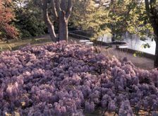 Wisteria, Portugal, c1955. Creator: Arthur Charles Kirby Ware
