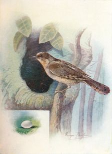 Wryneck - I'ynx torquil'la c1910, (1910). Artist: George James Rankin